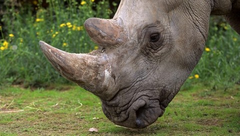 ong m&aacute;y do th&aacute;m trinh s&aacute;t